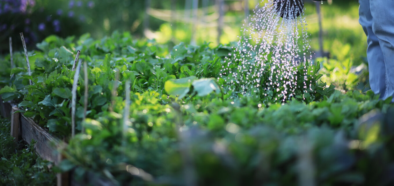 Planting Seeds in Hot Weather for Fall Harvests – Mother Earth News - Vimarsana News